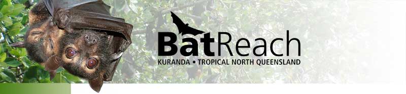 BatReach header Logo