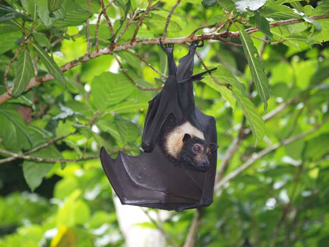 Image of specticled flying fox